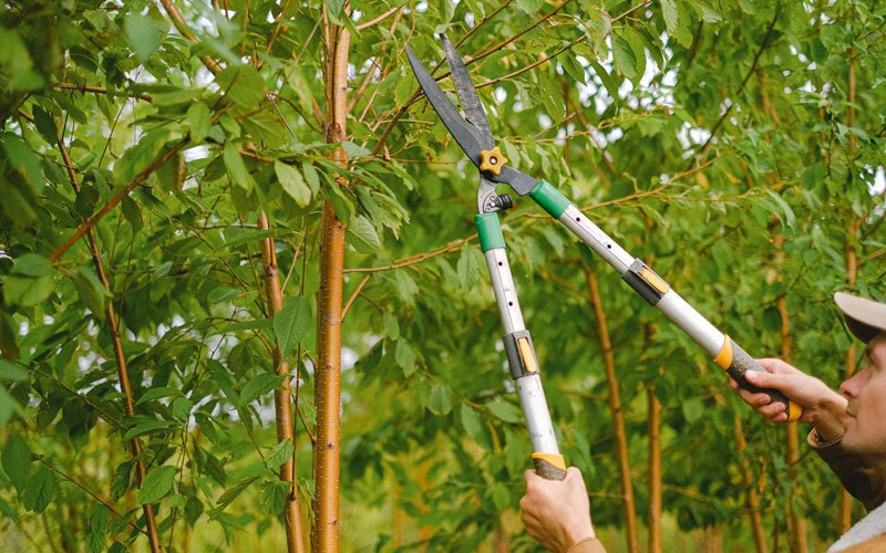 Tree trimming in Otego, NY